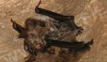 Großes Mausohr (Myotis myotis)