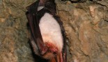 Greater Mouse-Eared Bat (Myotis myotis)