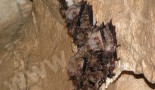 Colony of Greater Mouse-Eared Bat