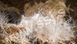 Aragonite decoration