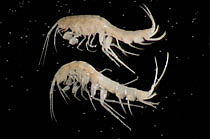 Amphipod Niphargus tatrensis (Photo: Z. Višňovská)