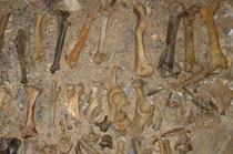 Skeleton remains of cave bear, Važecká Cave (Photo: Z. Višňovská)