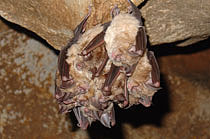 The biggest species occurrence of bats