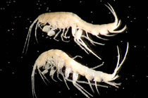 Amphipod Niphargus tatrensis