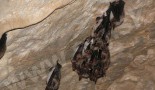 Netopiere obyčajné (myotis myotis)